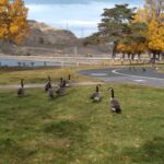 North Dam geese